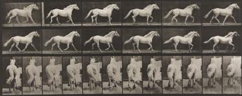 EADWEARD MUYBRIDGE (1830-1904) A selection of 4 plates representing horses from Animal Locomotion. 1887.                                         